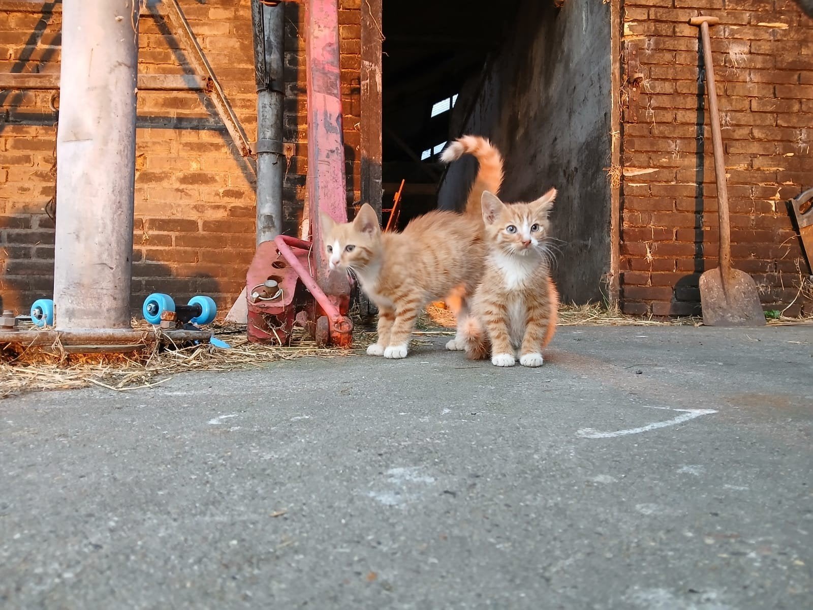 Onwijs lieve sterke boerderij kittens, ontwormd en ontvlooid, Dieren en Toebehoren, Katten en Kittens | Overige Katten, Meerdere dieren