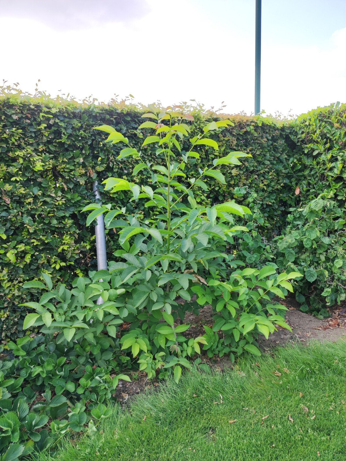 Notenboom, Ophalen, Overige soorten, 100 tot 250 cm