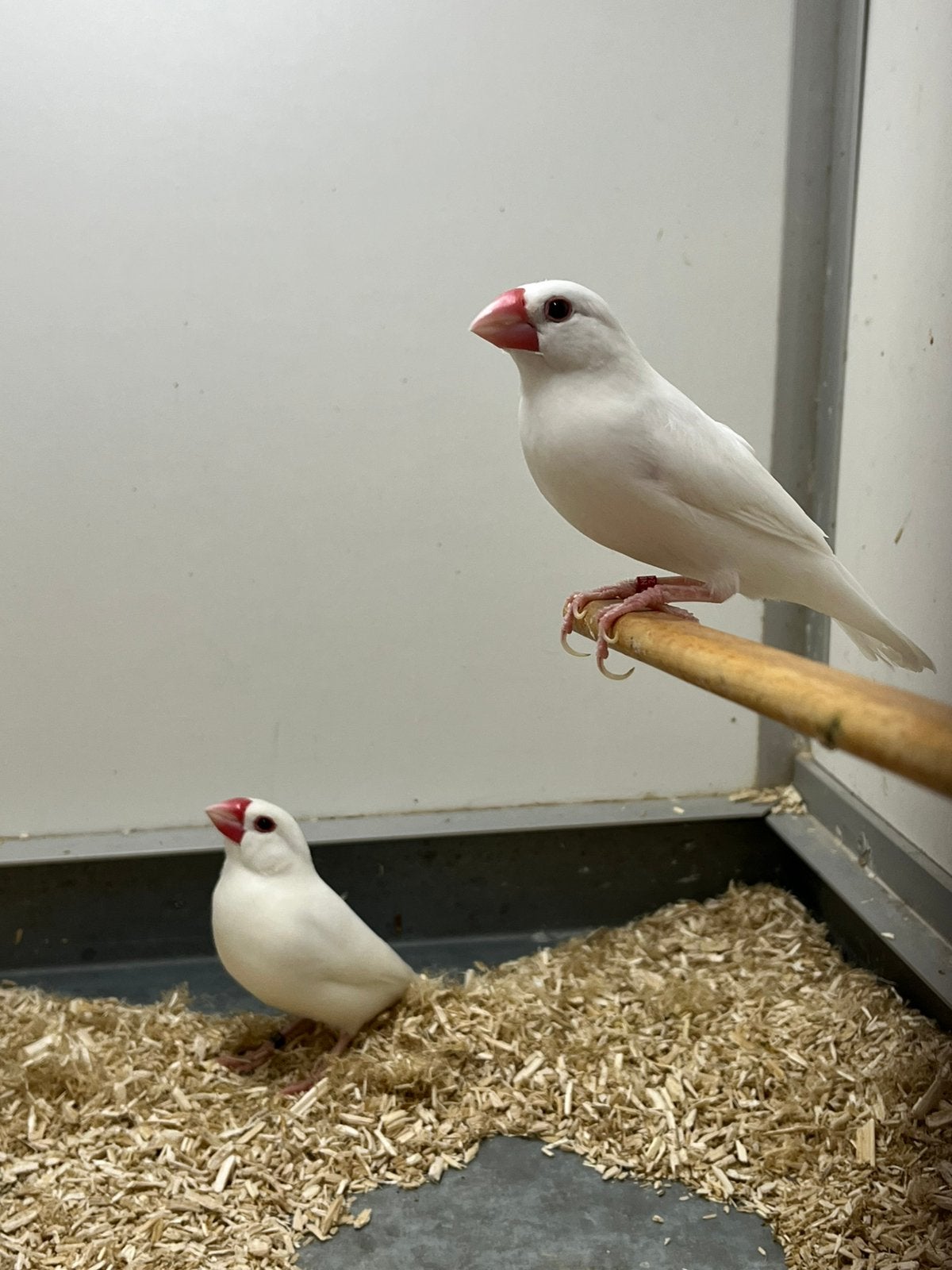 1-1 Rijstvogel Wit, Dieren en Toebehoren, Vogels | Overige Vogels, Meerdere dieren, Tropenvogel, Geringd