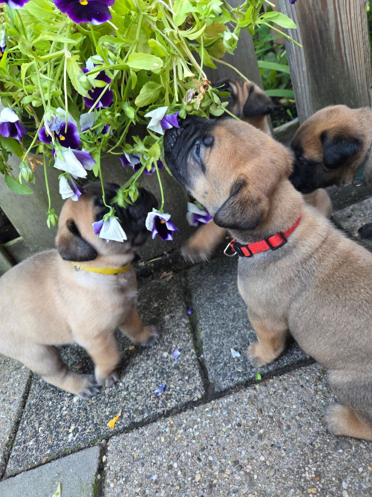 Prachtige bullmastiff x cane corso pups!, 8 tot 15 weken, Groot, Meerdere, Meerdere dieren