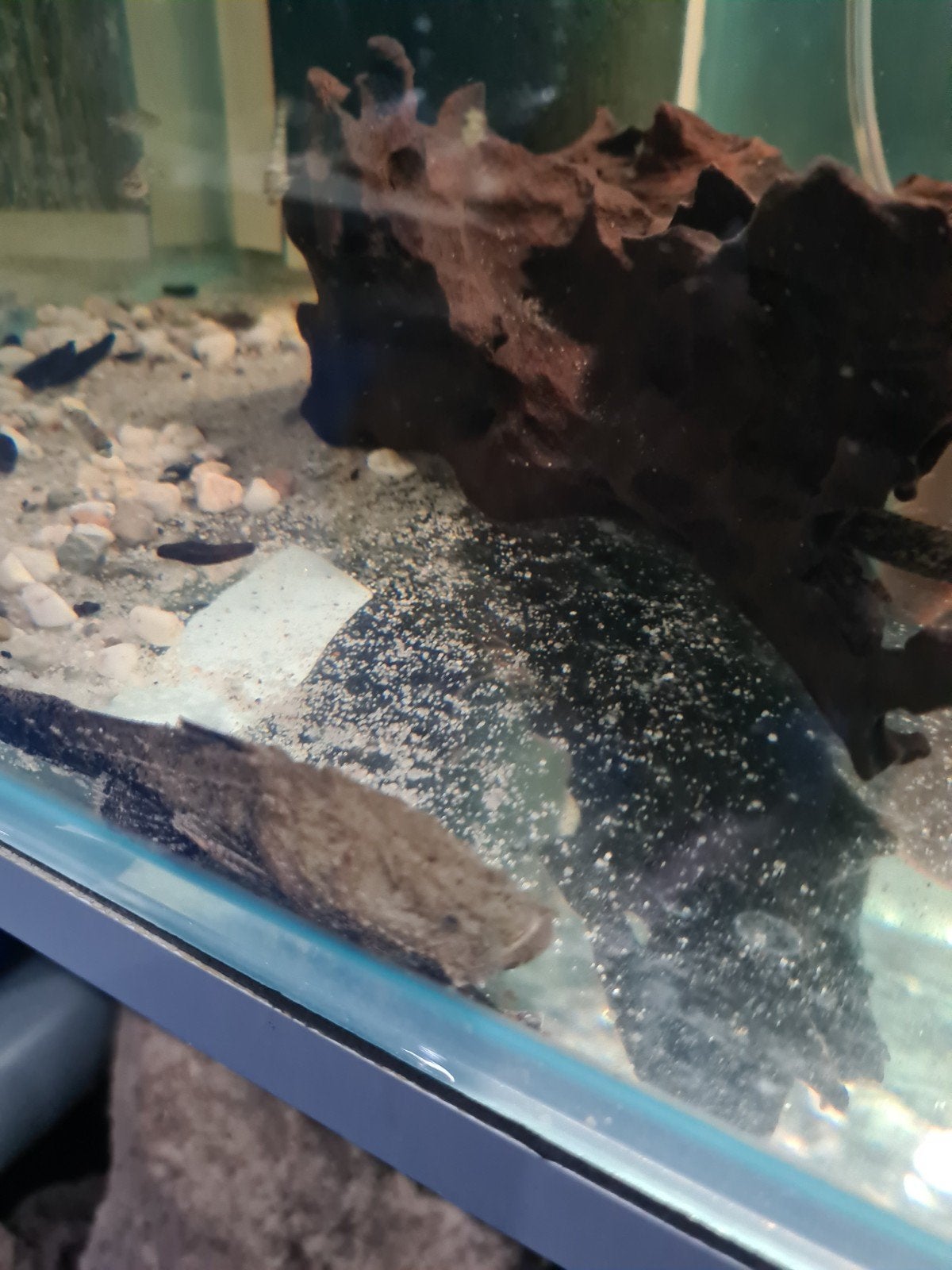 Chaca Bankanensis, grootkopmeerval, meerval, Dieren en Toebehoren, Vissen | Aquariumvissen, Vis, Zoetwatervis
