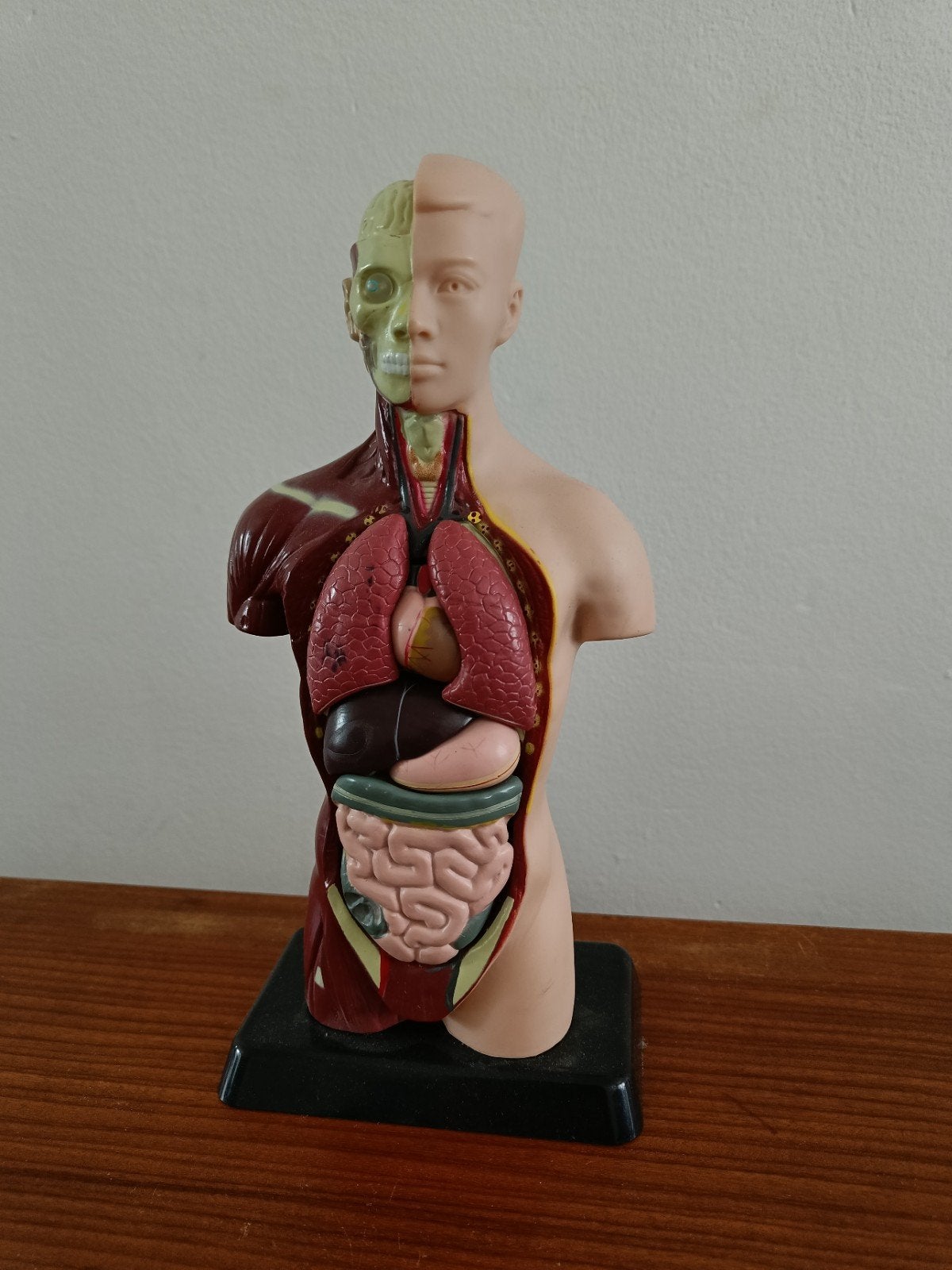 Anatomisch model menselijk lichaam - Torso, Ophalen of Verzenden, Gebruikt