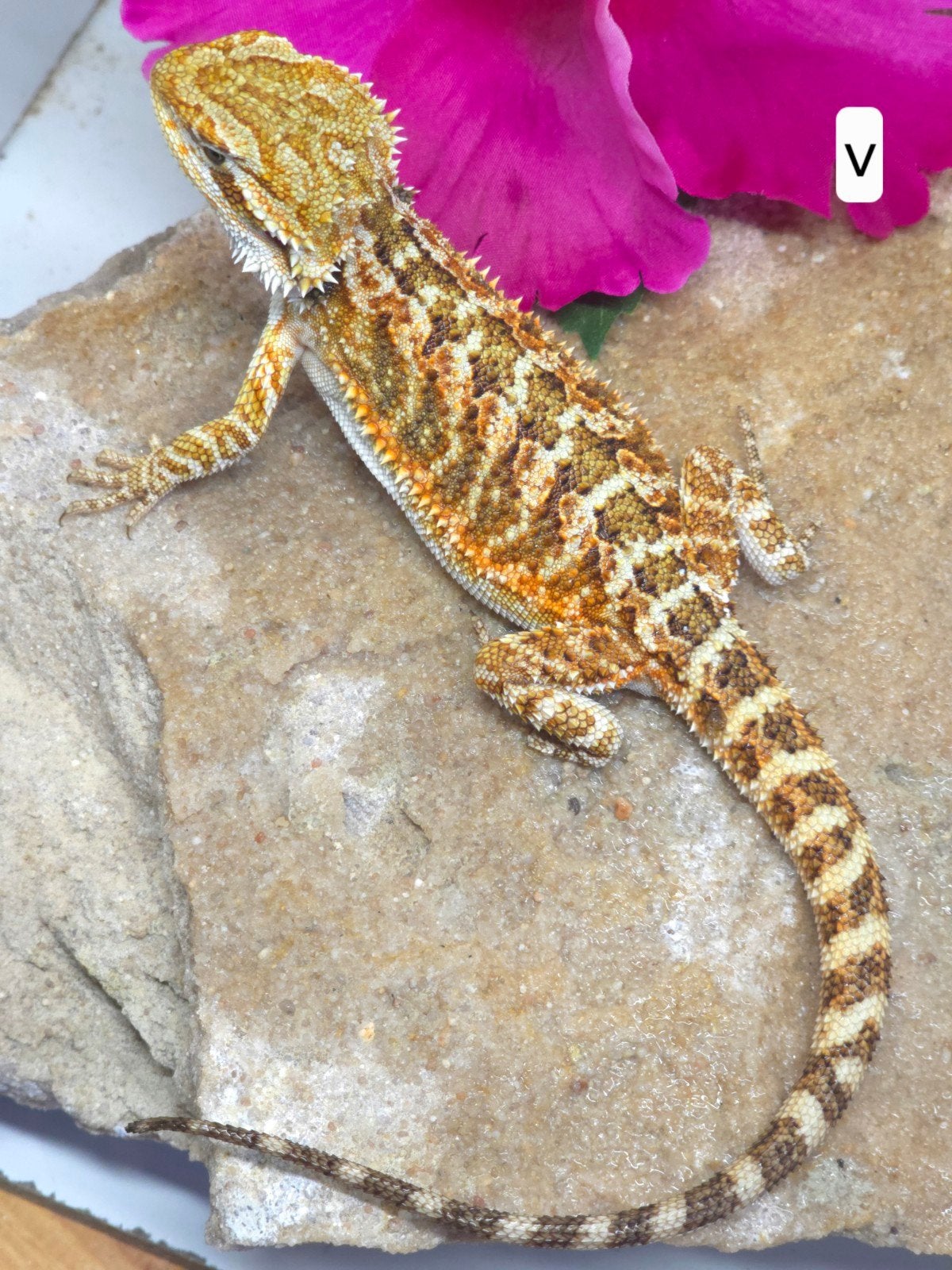 Baardagamen, Dieren en Toebehoren, Hagedis, Tam, 0 tot 2 jaar