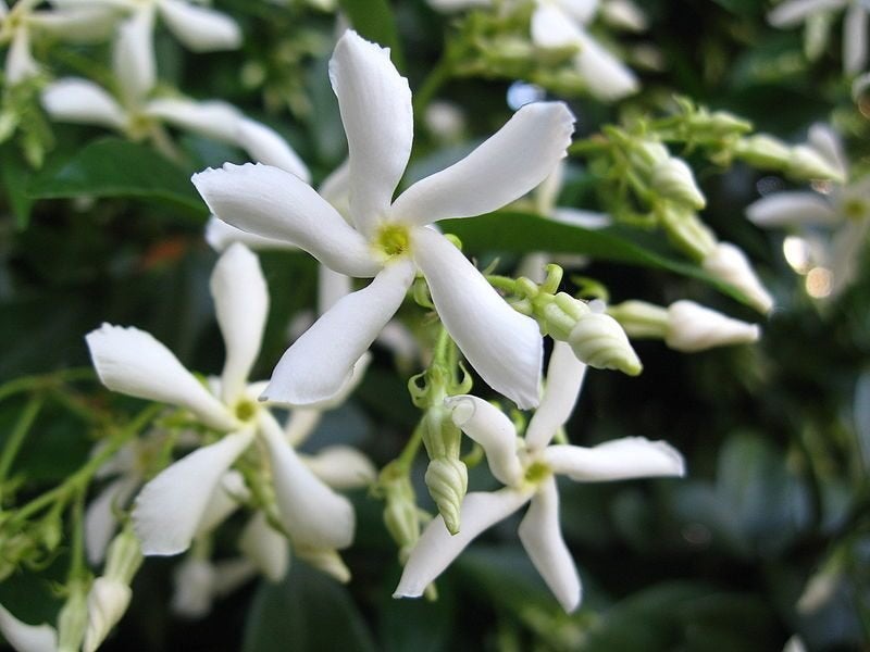Toscaanse Jasmijn   Trachelospermum topkwaliteit!, Volle zon, Vaste plant, Ophalen of Verzenden, Klimplanten