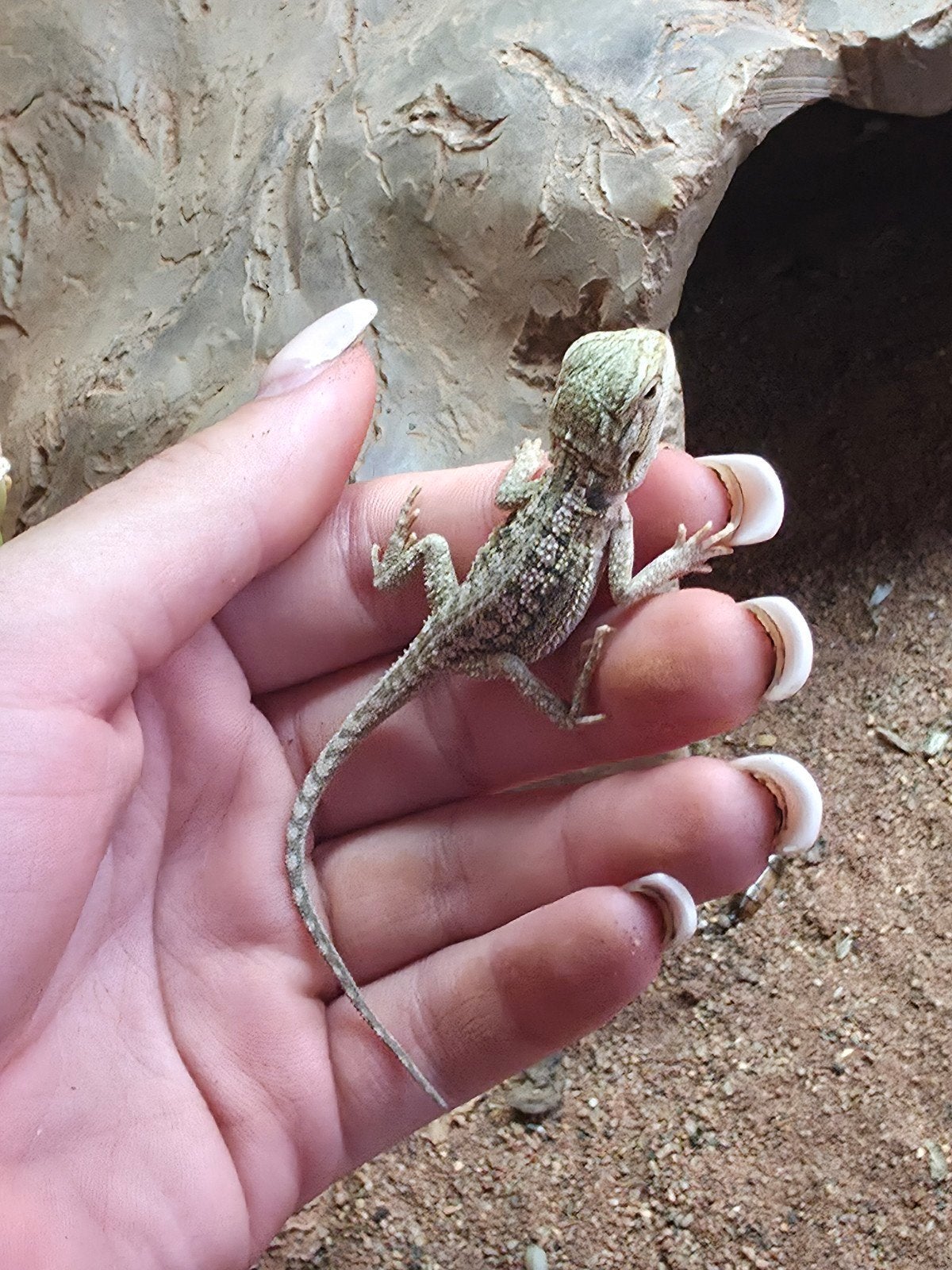 baardagaam jonkie.s te koop Bearded Dragon photo 2