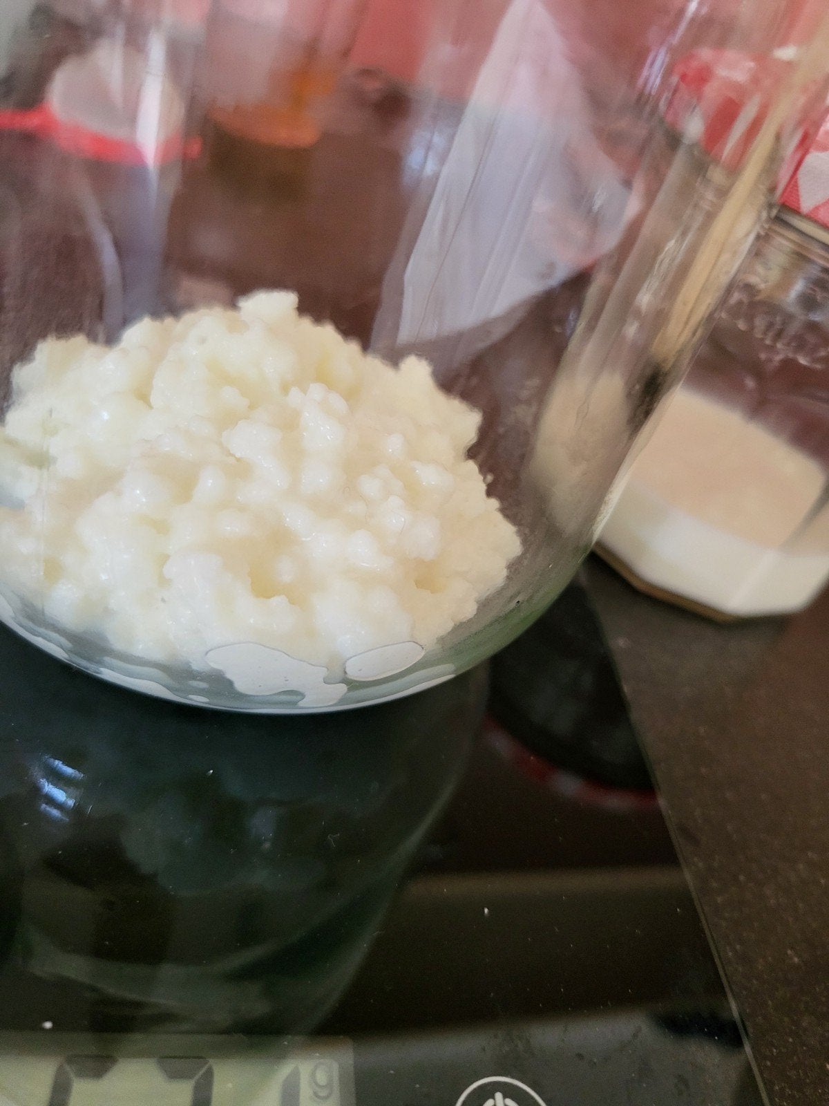 melkkefir kefir korrels gratis, Ophalen of Verzenden