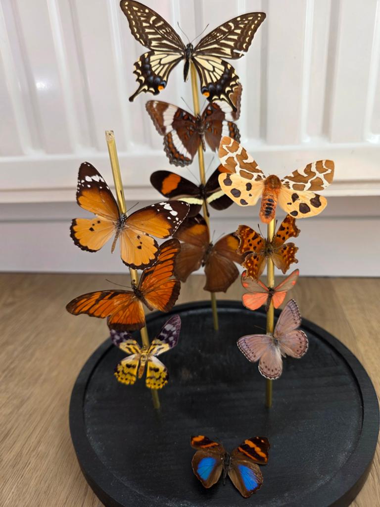 Prachtige Vlinderstolp met Diverse Exotische Vlinders, Huis en Inrichting, Woonaccessoires | Stolpen, Ophalen, Nieuw