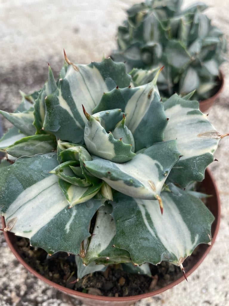 Agave potatorum cv. Shoji-Raijin, Ophalen of Verzenden, Minder dan 100 cm, Bloeiende kamerplant, Volle zon
