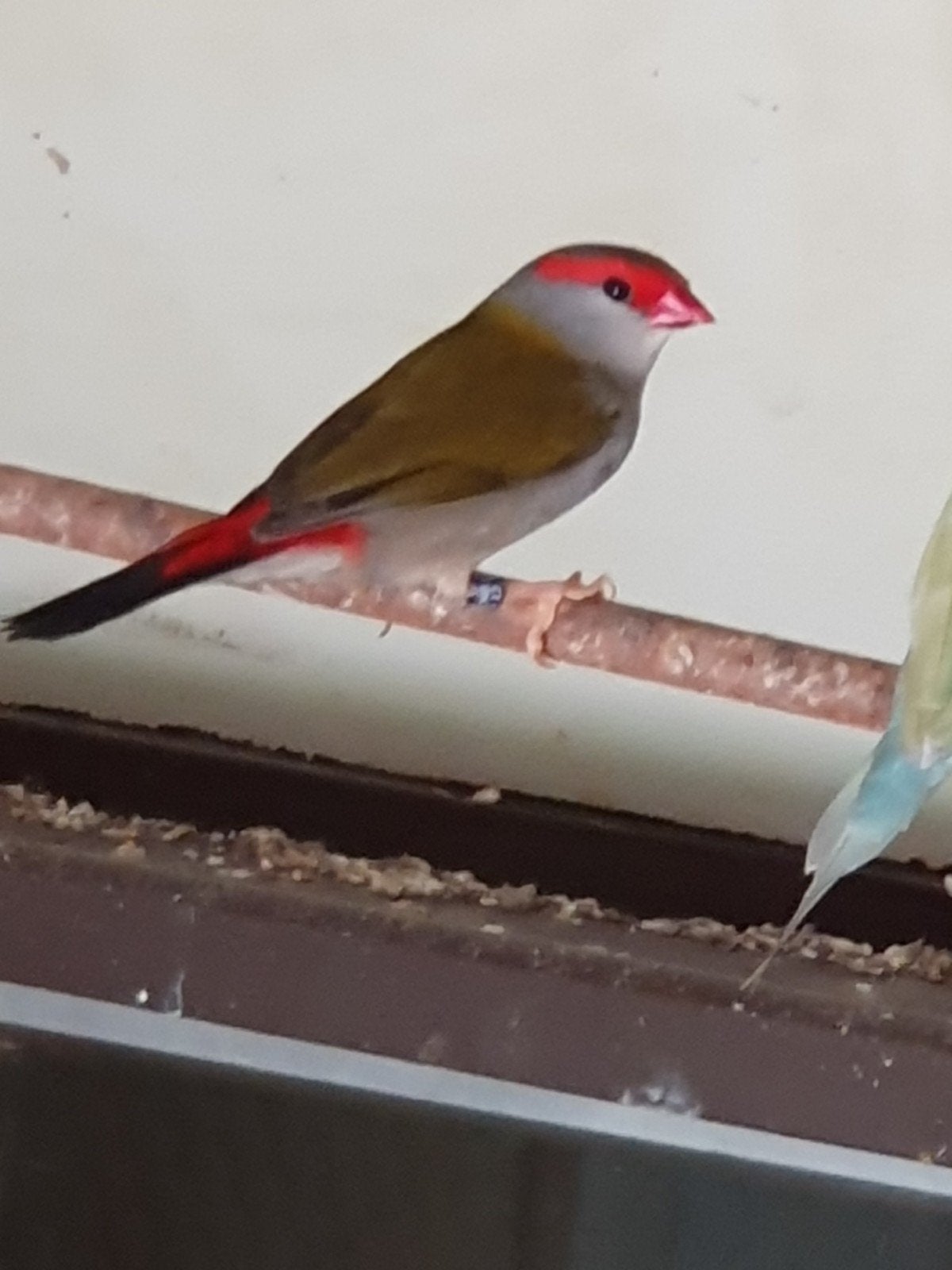 Mooie DornAstrilde man, Dieren en Toebehoren, Vogels | Overige Vogels, Mannelijk