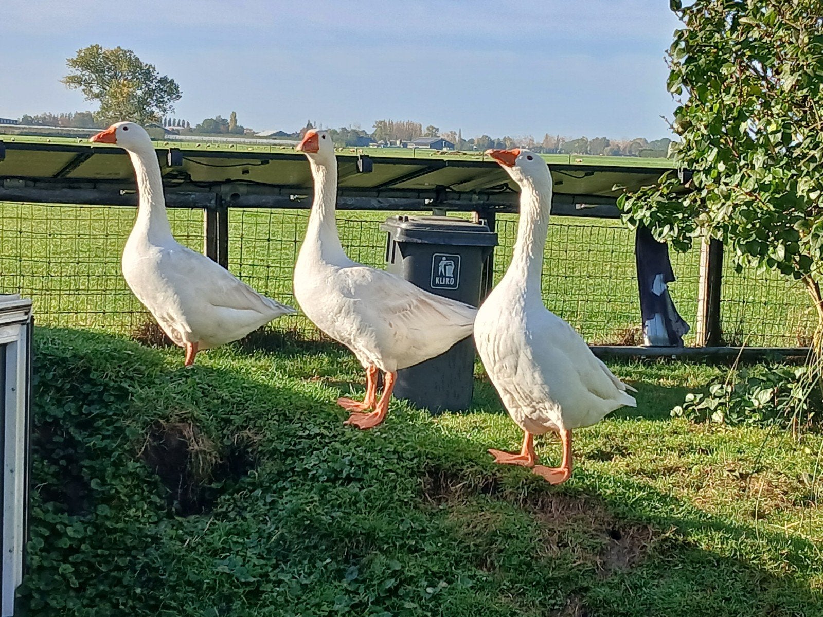 Boeren ganzen Kwik Kwek en Kwak, Dieren en Toebehoren, Meerdere dieren, Gans of Zwaan