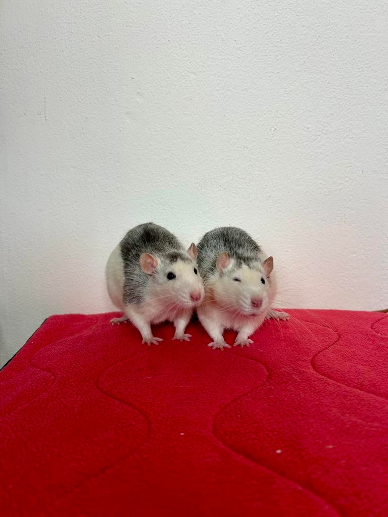 Jonge tamme mannelijke ratten ter adoptie- Rodent Rescue, Dieren en Toebehoren, Knaagdieren, Augustus, Mannelijk, Rat