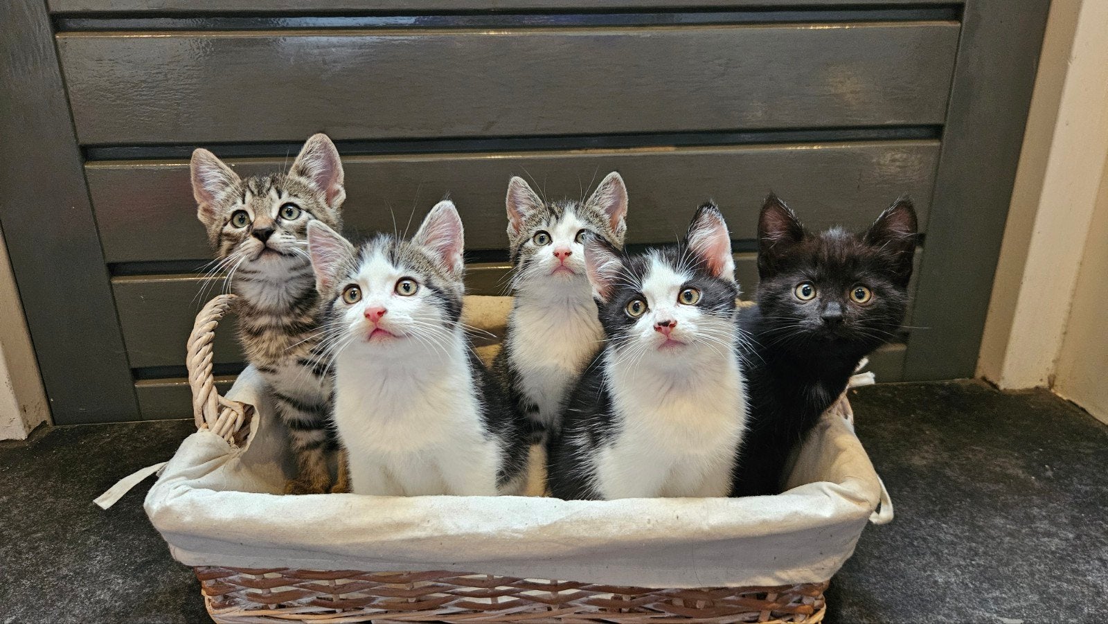 5 lieve boerderij kittens, Dieren en Toebehoren