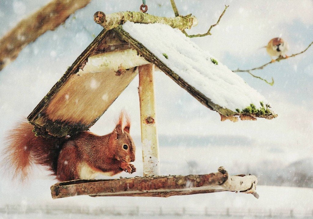 Eekhoorn in de voederbak van de vogels 448, Verzamelen, Ophalen of Verzenden, 1980 tot heden, Gelopen, Knaagdier
