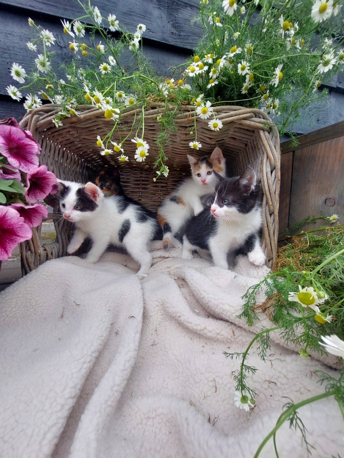 Leuke, speelse kittens