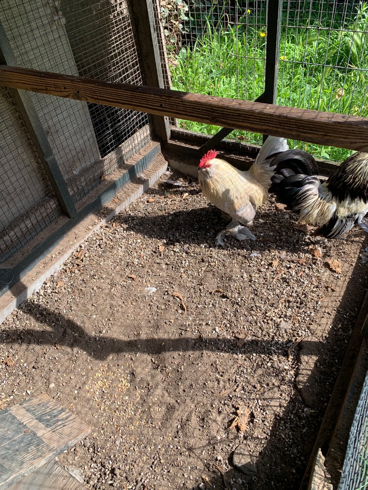 Kippen en hanen, Dieren en Toebehoren, Pluimvee, Meerdere dieren, Kip