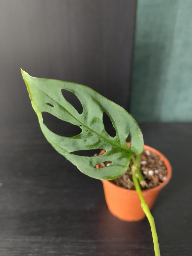 Monstera Esqueleto stekje 1, Huis en Inrichting, Kamerplanten, Ophalen, Halfschaduw, Minder dan 100 cm