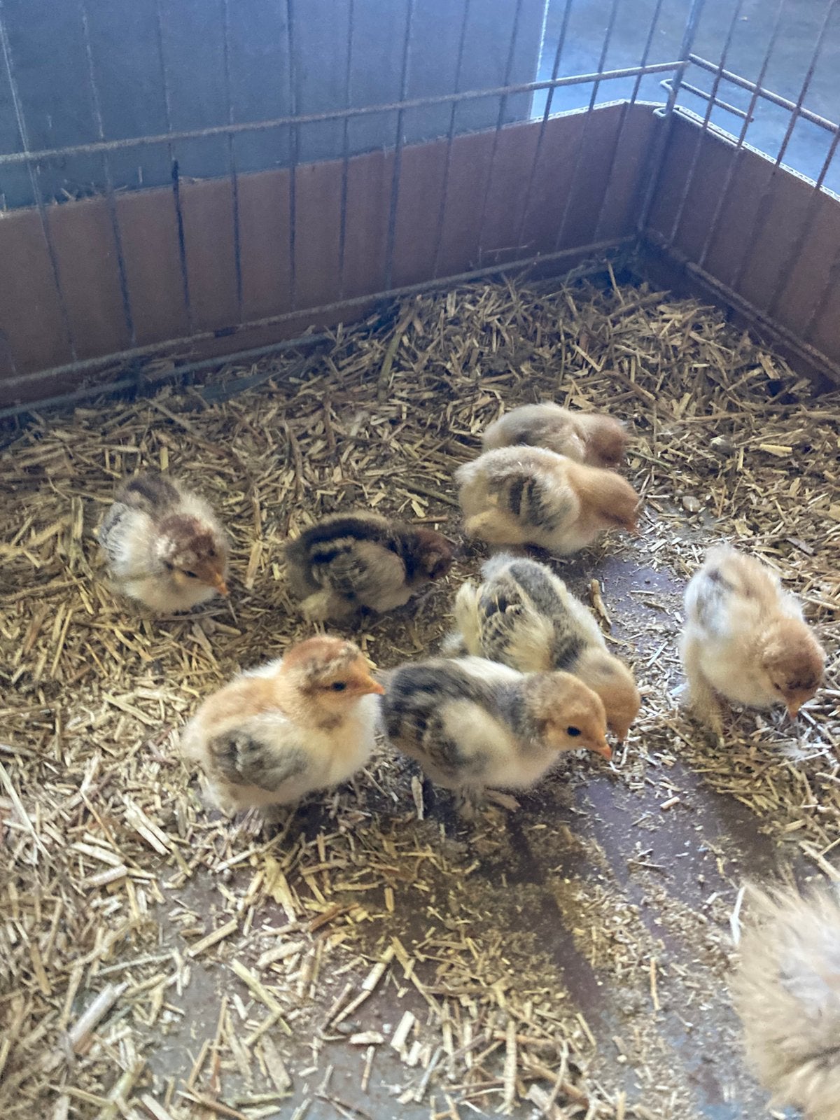Couhin kuikens en eieren, Dieren en Toebehoren, Meerdere dieren, Kip