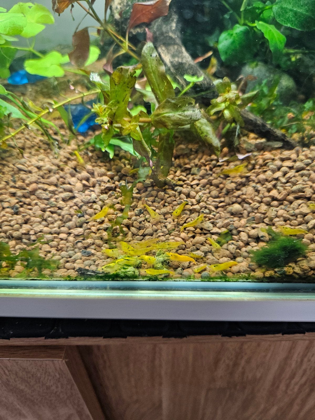 Gele garnalen, Kreeft, Krab of Garnaal