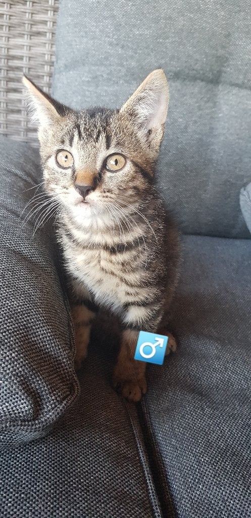 Kittens, Meerdere dieren, Kortharig, 0 tot 2 jaar