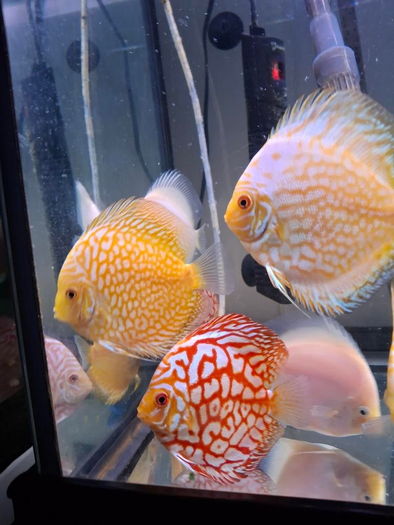 Discus vissen.