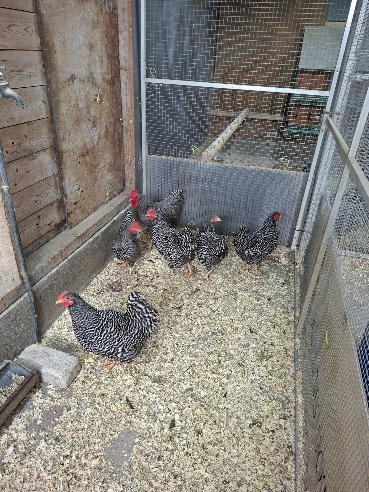 te koop broedeieren van amrock kriel amrck, Geslacht onbekend, Kip