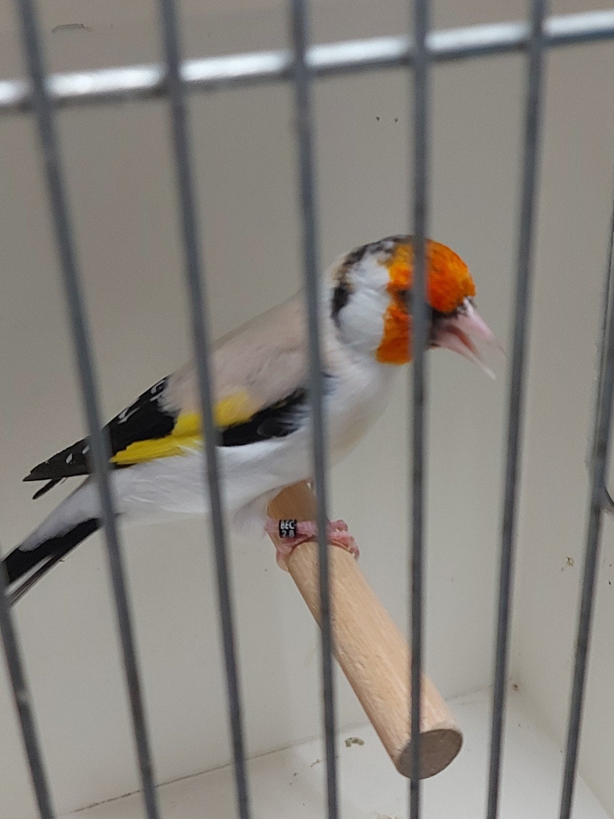 majoor putters kweek koppel, Meerdere dieren, Wildzangvogel