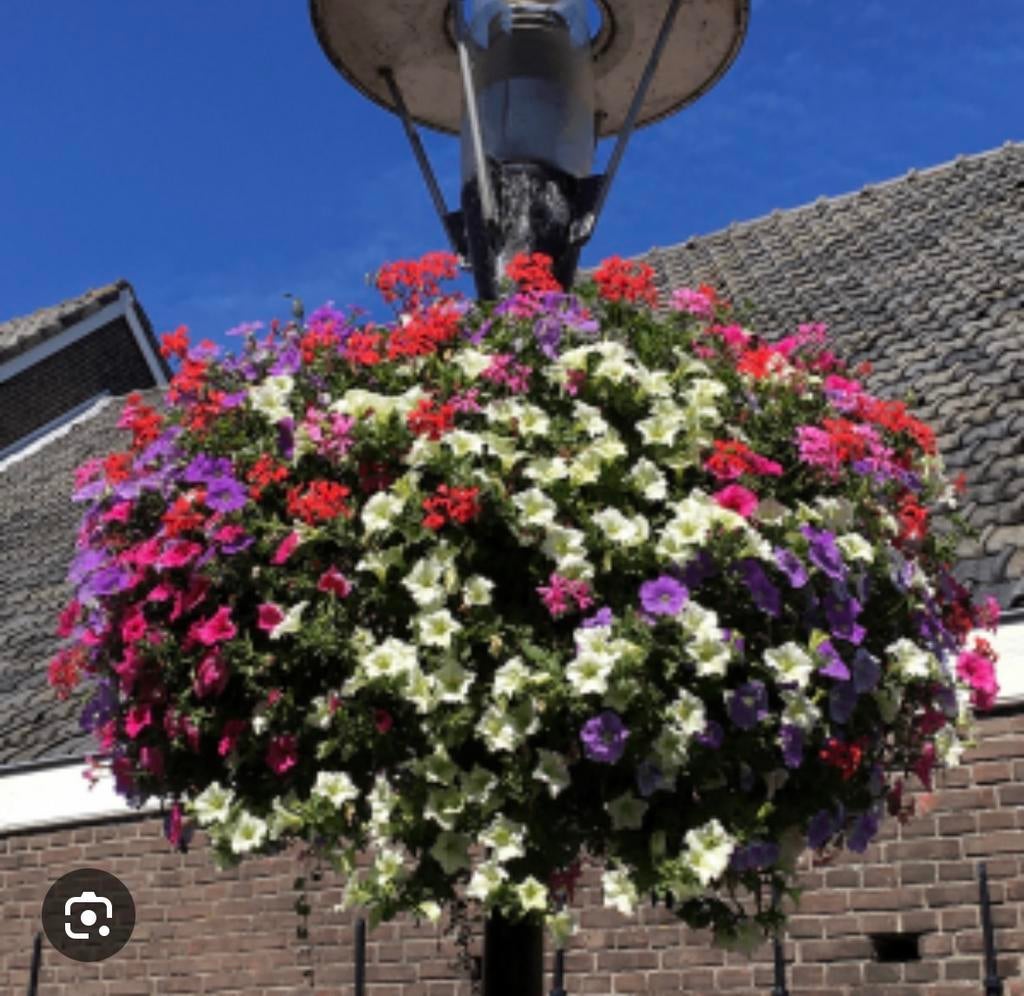 Grote groene lantaarn plantenbakken hanging baskets, Ophalen, Kunststof, Gebruikt, Tuin