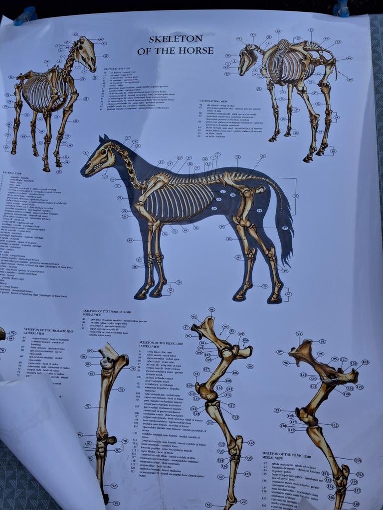 Educatieve paardenposters - Virbac - Zo goed als nieuw, Verzamelen, Posters, Zo goed als nieuw, Dier of Natuur, A1 t/m A3, Rechthoekig Staand