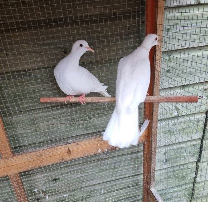 tortelduiven/lachduiven, Dieren en Toebehoren, Meerdere dieren, Overige soorten
