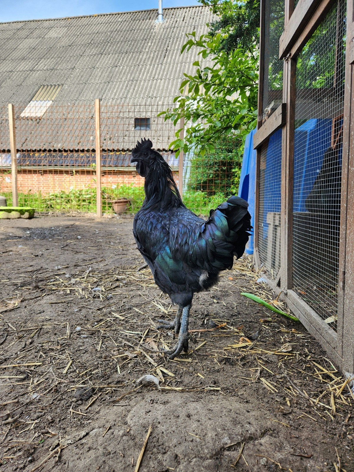 Ayam cemani haan., Mannelijk, Kip