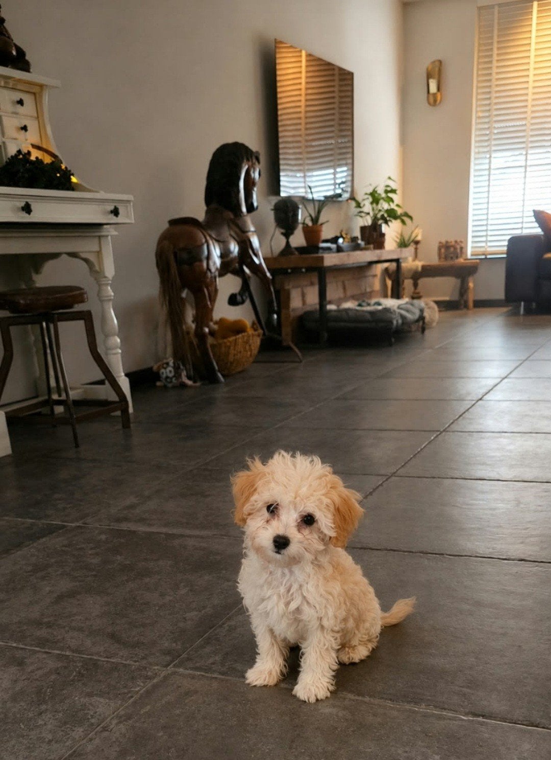 Heel klein maltipoo teefje F1, Overige rassen, 8 tot 15 weken, Teef, Meerdere