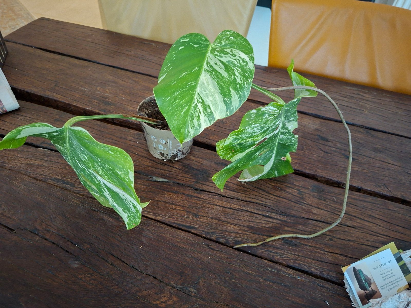 Monstera Deliciosa Variegata stek, Ophalen, Overige soorten, Volle zon