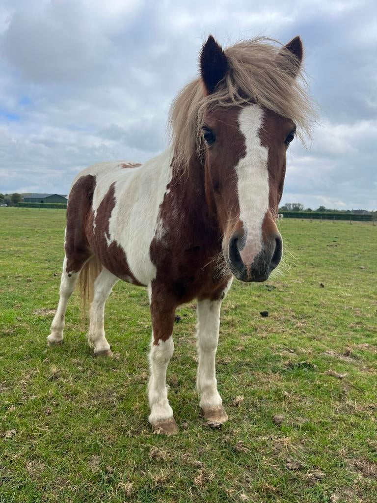 Gezocht! Bonte pony, Dieren en Toebehoren, Ophalen of Verzenden