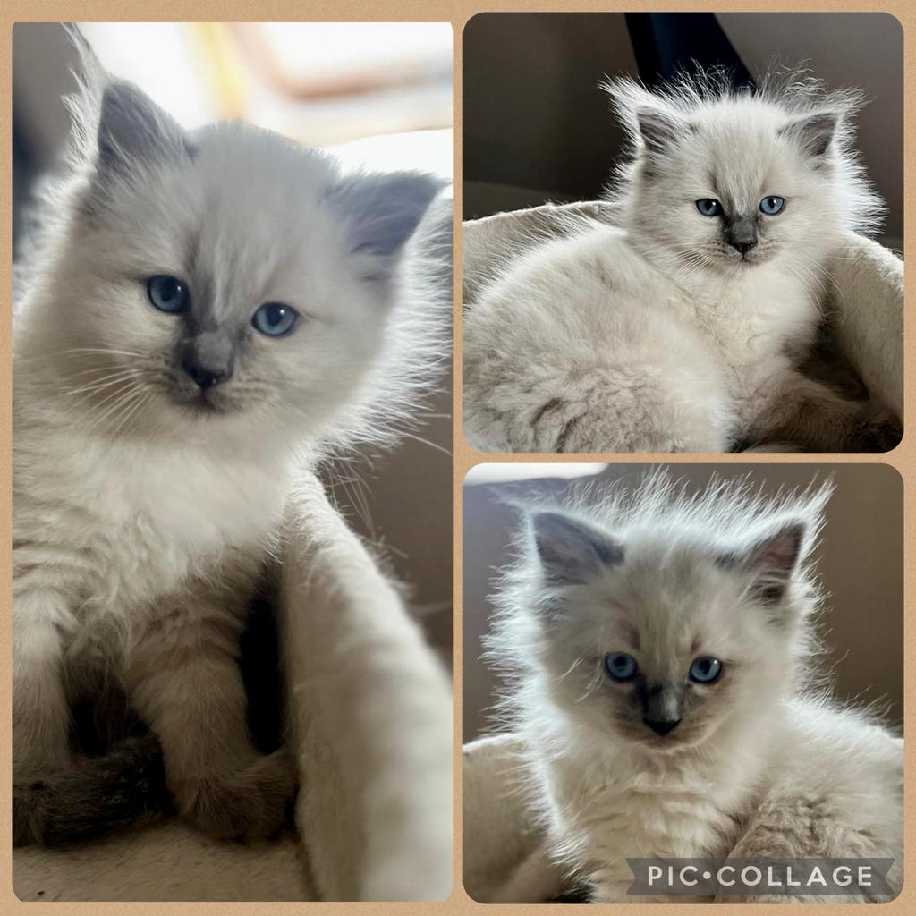 100% Ragdoll kittens beschikbaar, Meerdere dieren, Gechipt, 0 tot 2 jaar