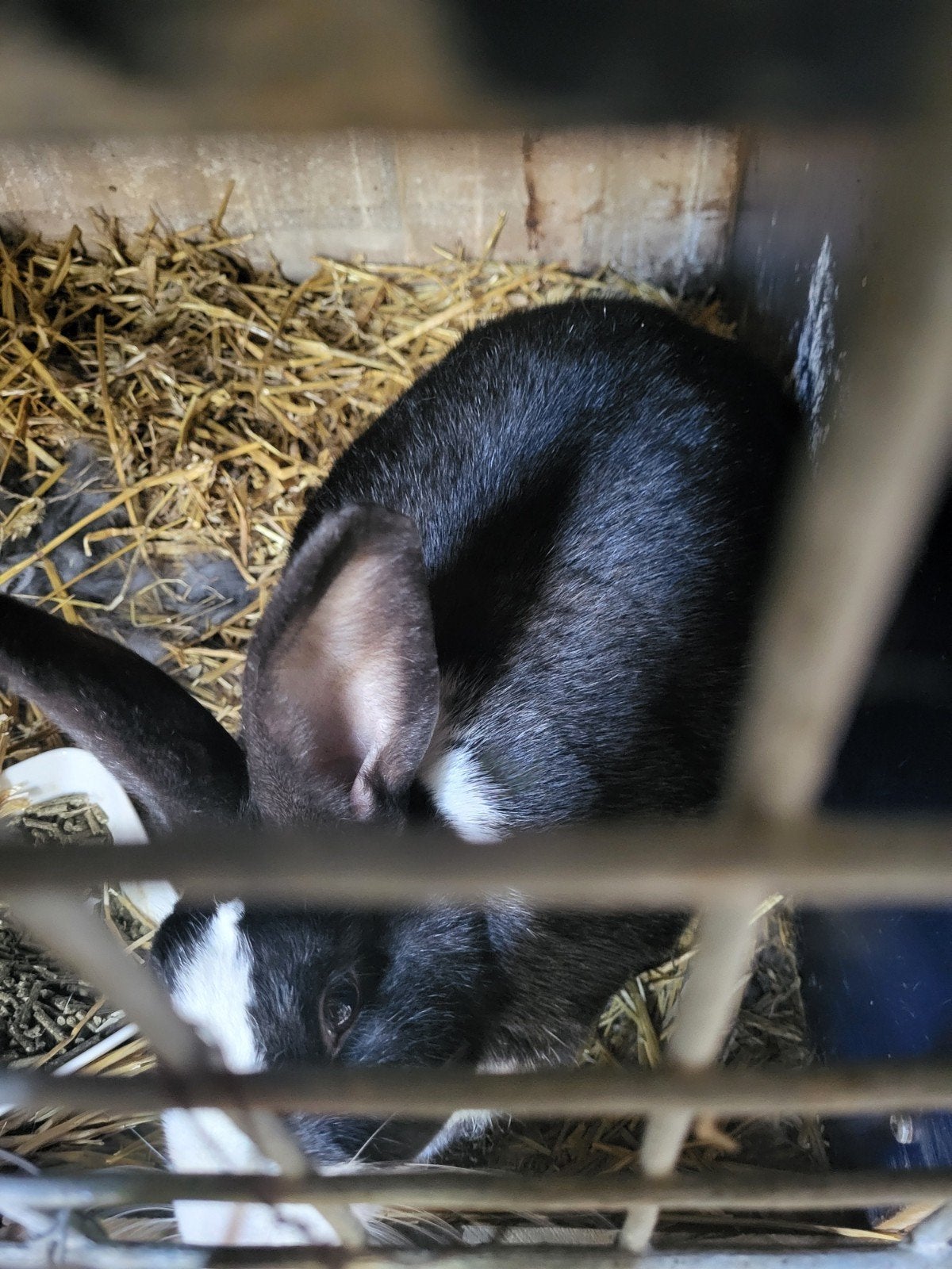 3dike voedsters  1 dike ram, Meerdere dieren, Groot