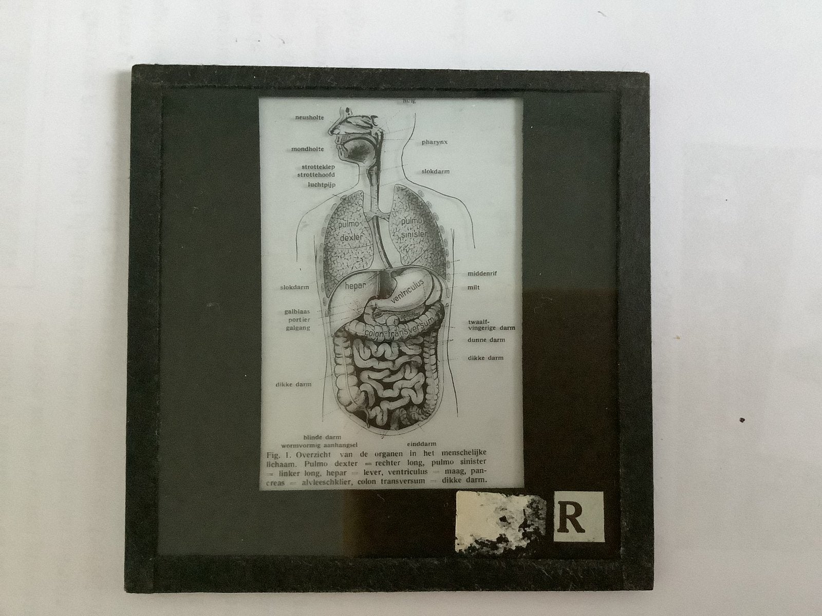 8 Antieke Wetenschappelijke Dia's: Agrarisch, Anatomie, Zade, Ophalen of Verzenden