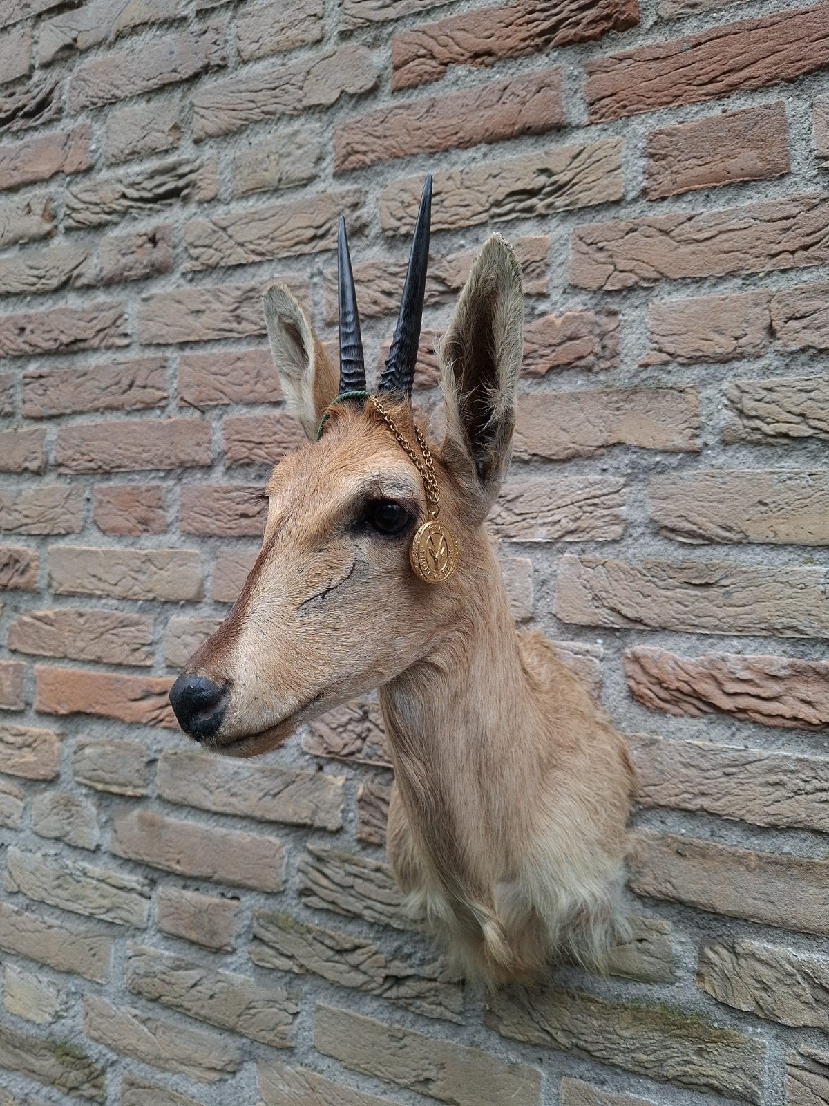 opgezette duiker taxidermy schedel afrika jacht hert gewei, Ophalen, Wild dier, Gewei of Kop