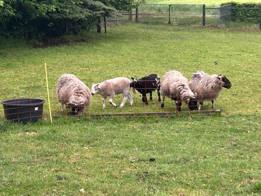 Schapen, Meerdere dieren, Schaap