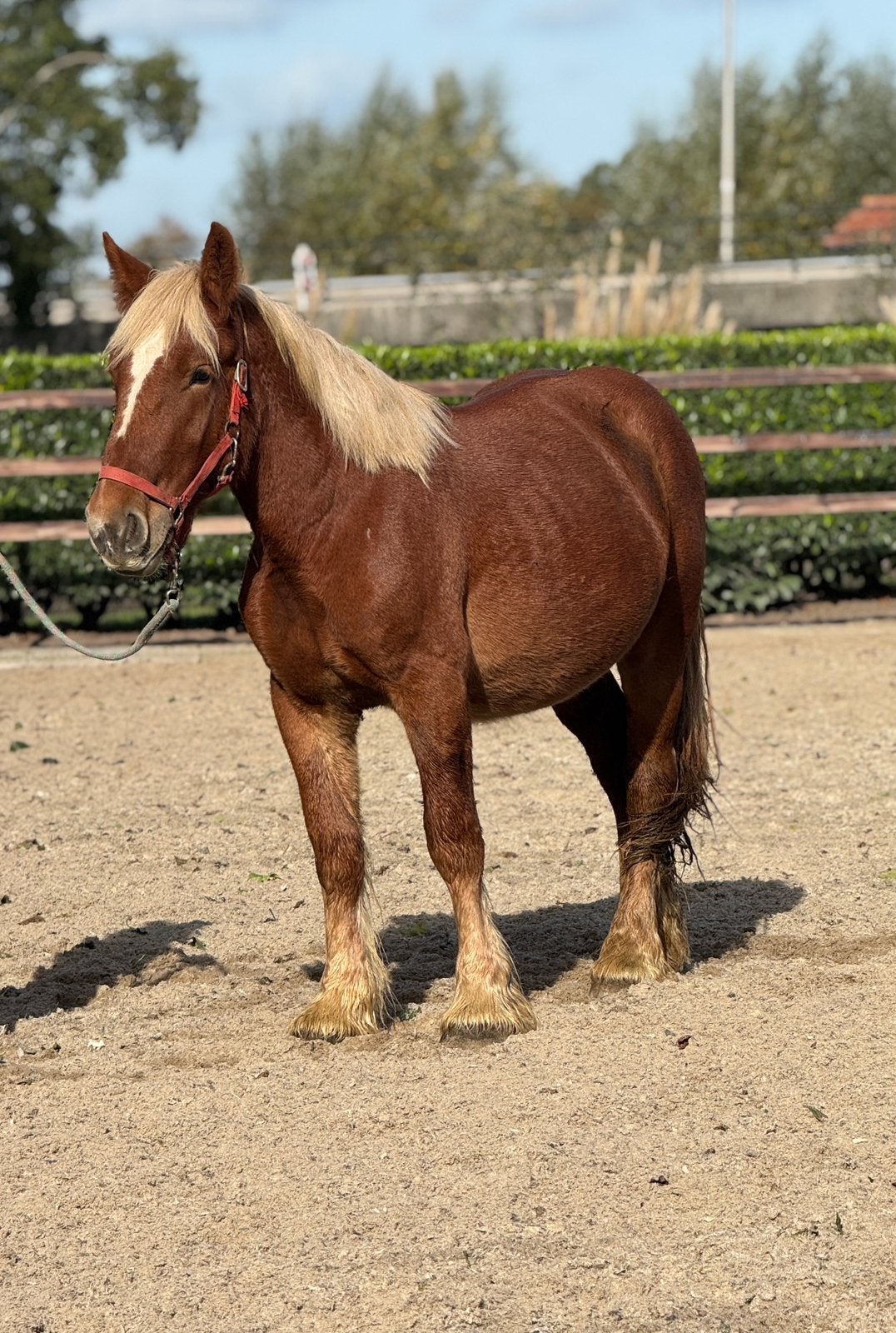 Grote maat haflinger x Schwarswalder ruin, Dieren en Toebehoren, E pony (1.48m - 1.57m), Ruin, Gechipt, 3 tot 6 jaar