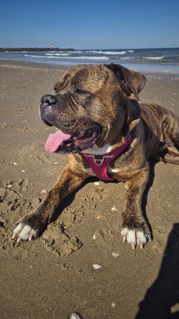Nieuwe baas gezocht, Dieren en Toebehoren, Parvo, Eén hond, 3 tot 5 jaar, Nederland