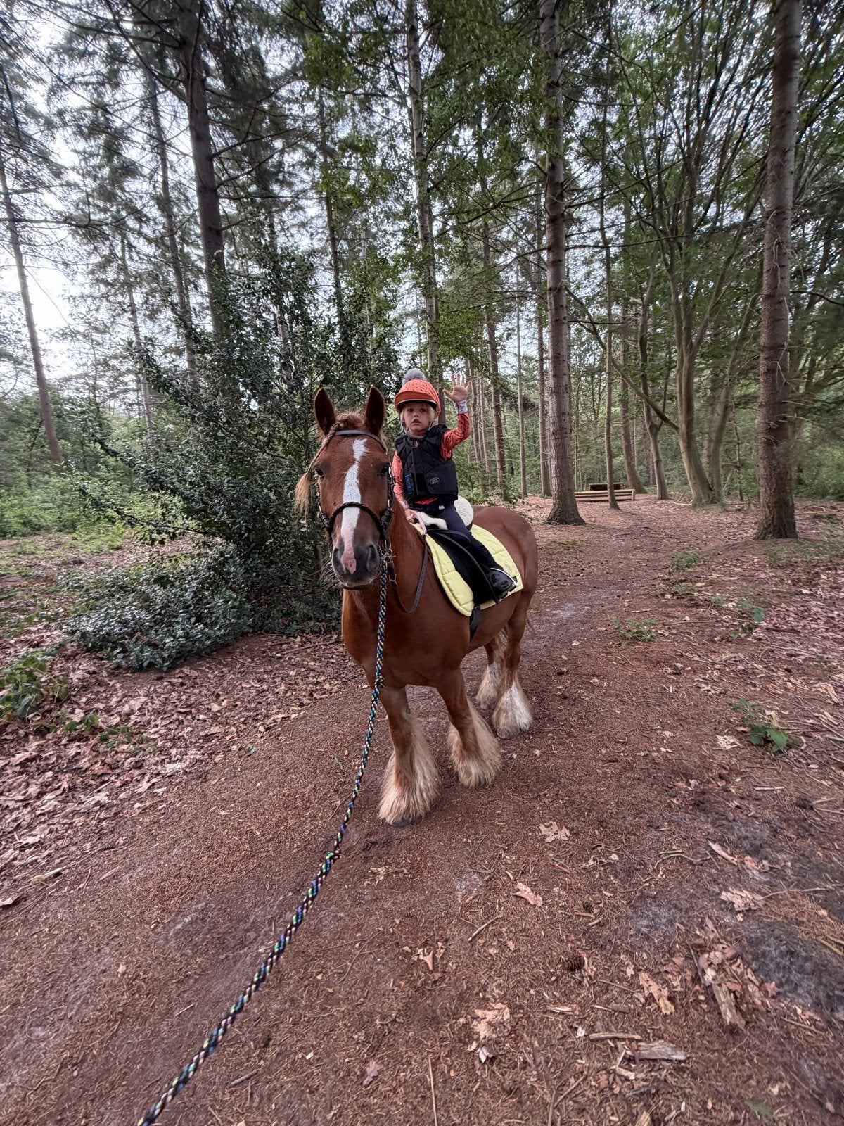 Bijrijder gezocht voor lieve Binky, 1 paard of pony