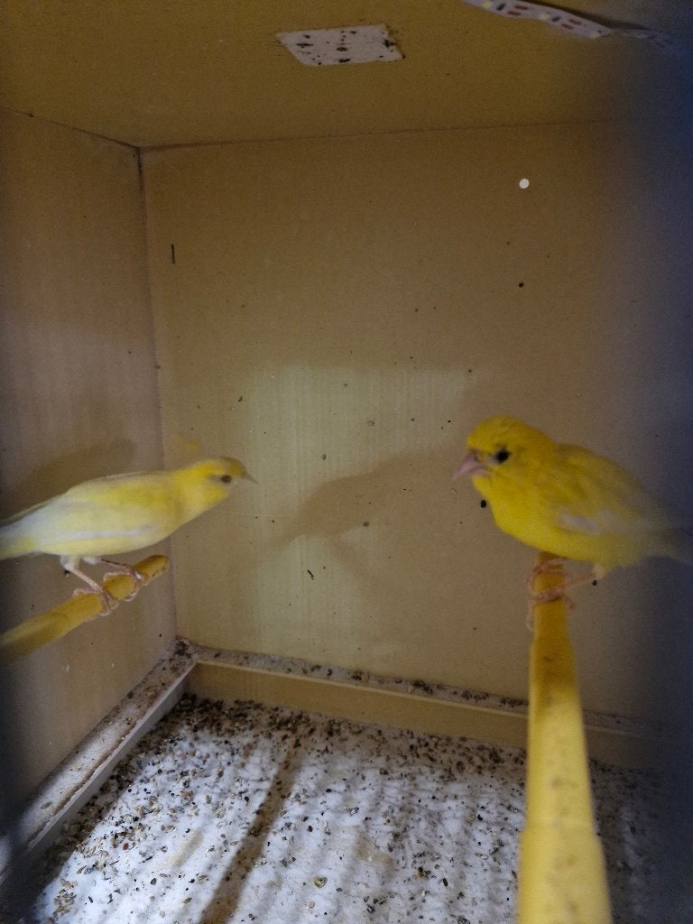 Koppel raza kanarie, Meerdere dieren, Postuurkanarie