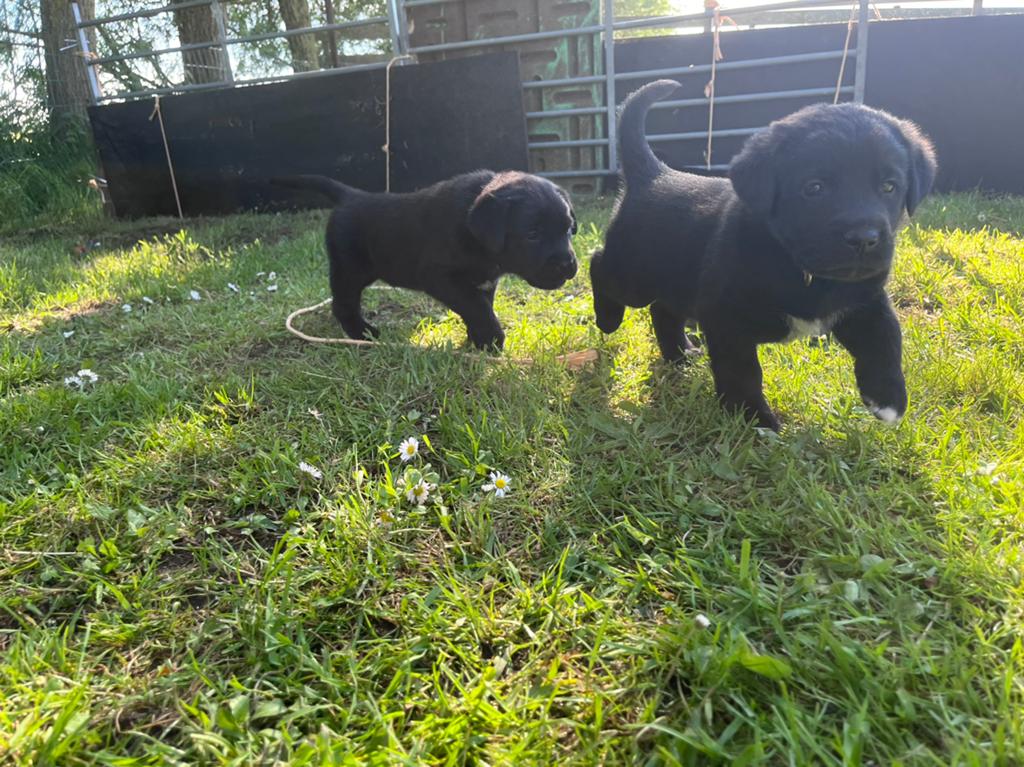 Kruising Labrador Puppys, Meerdere dieren