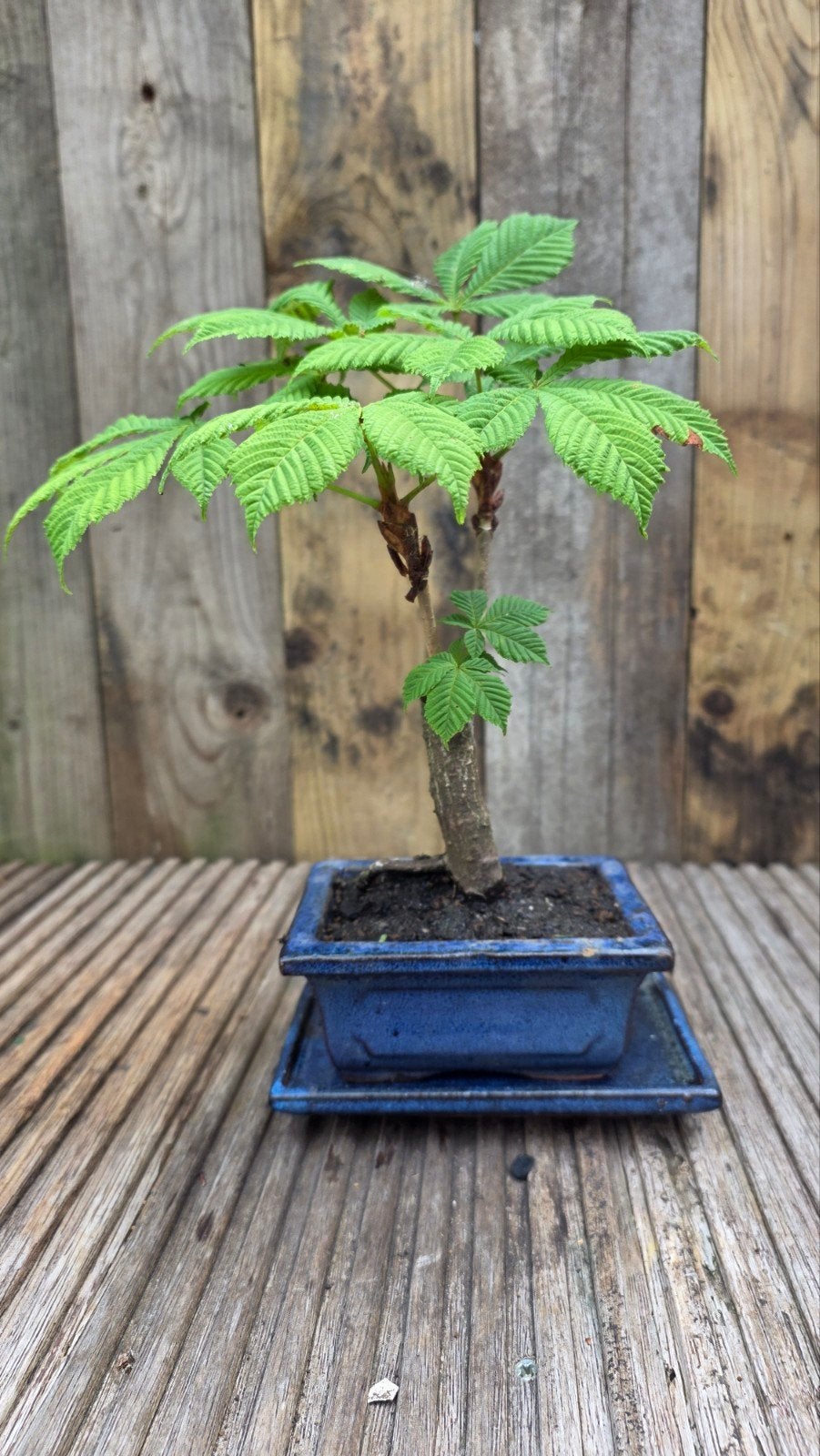 Prachtige Bonsai Paardenkastanje - Uniek en Decoratief, Ophalen, Overige soorten
