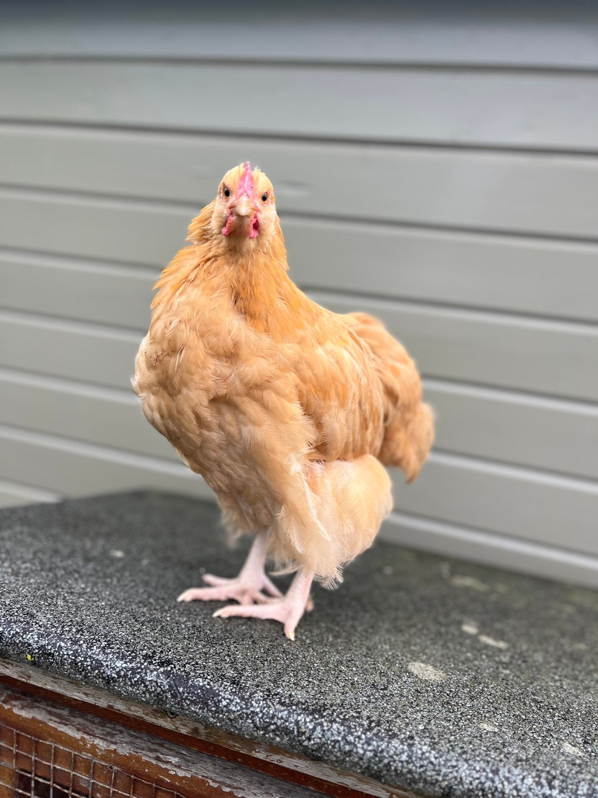 Jonge orpington groot haan buff, Dieren en Toebehoren, Mannelijk, Kip