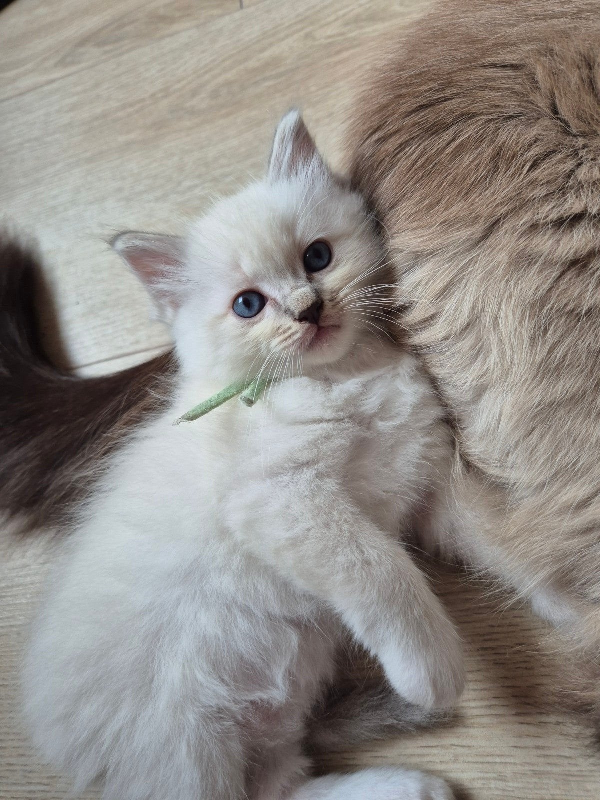 Nog 2 super lieve ragdoll kittens beschikbaar, Meerdere dieren, Gechipt, 0 tot 2 jaar