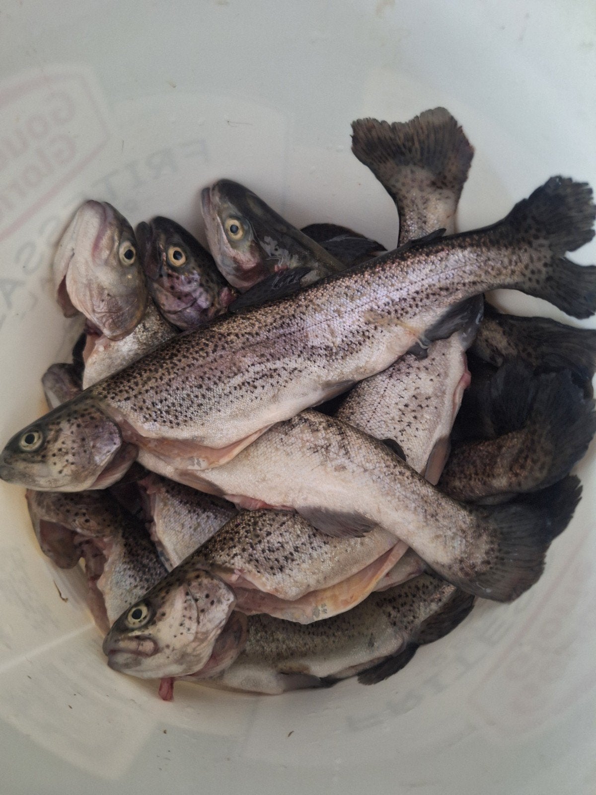 verse forel per stuk