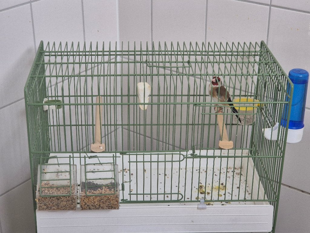 Bloemputter / Majorputter 25, Mannelijk, Wildzangvogel, Geringd