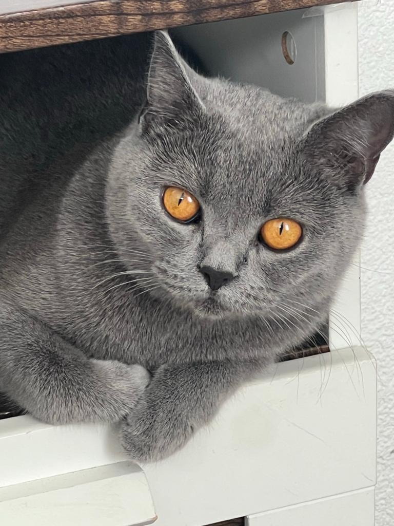 Britse korthaar poes, Dieren en Toebehoren, Poes, Kortharig, 0 tot 2 jaar