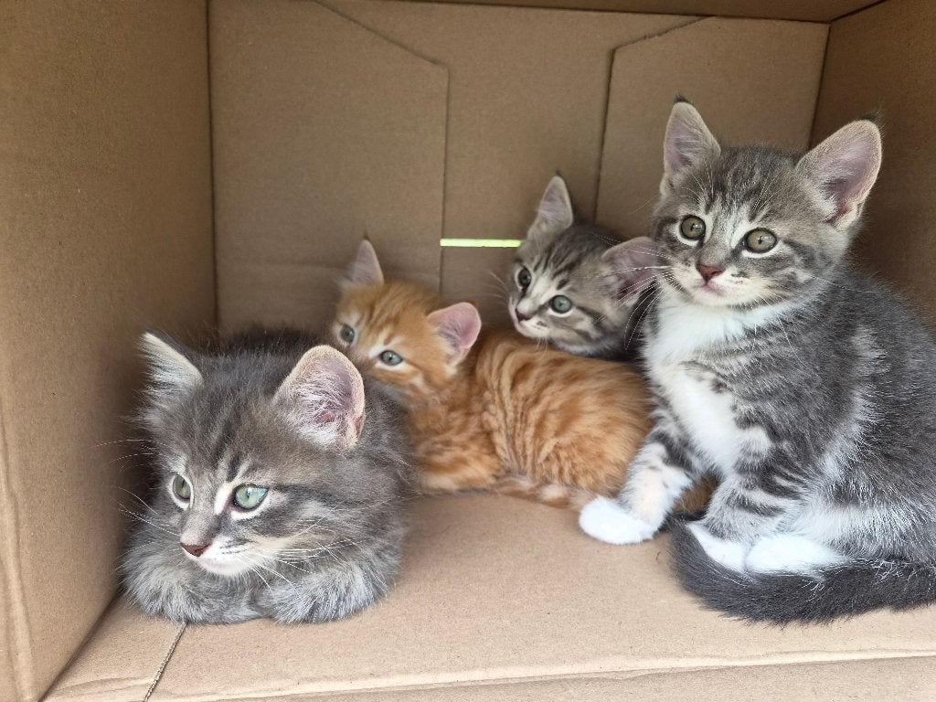 kruising langhaar kittens, Meerdere dieren, Ontwormd, 0 tot 2 jaar